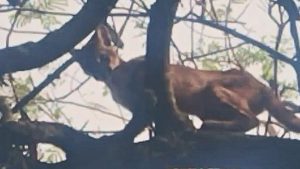 onça-parda no quintal de casa em Holambra