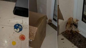 Jabuti e pintinhos resgatados em Americana