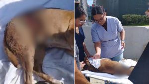 IMAGENS FORTES: Cachorra é esfaqueada e deixada agonizando em Praia Grande