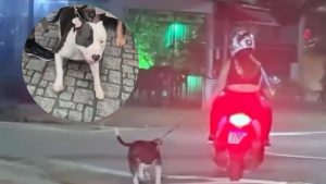 Homem é encontrado após puxar cachorro pela coleira ao conduzir moto em Santos