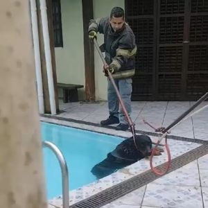 Bombeiros pulam muro de casa para salvar rottweiler que caiu na piscina; vídeo