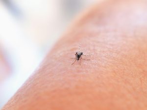 mosquito dengue national institute of allergy and infectious diseases unsplash