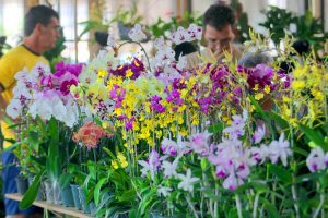 bosque dos jequitibas recebe festival
