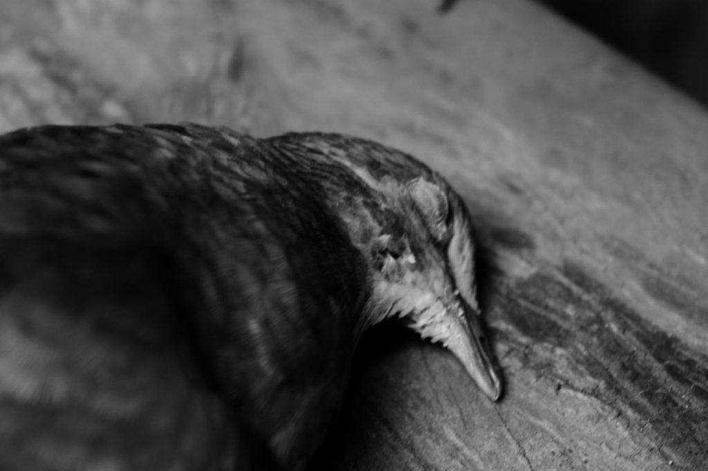 Maus-tratos contra animais na região (foto: Iago Seo)