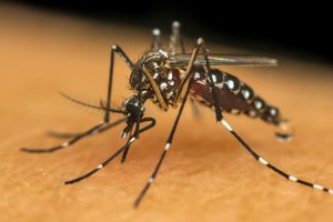 americana morte dengue