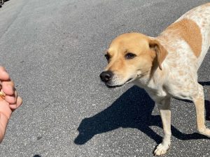 Comissão aprova projeto que prevê a suspensão da CNH e infração grave para motoristas que forem pegos por abandono de animais.