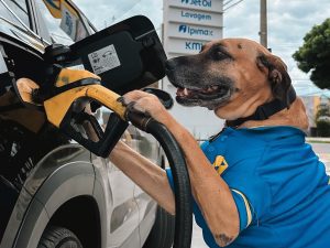 Matuê cachorro frentista campinas instagram oficial Matuê