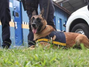 argos cachorro guarda civil municipal santos