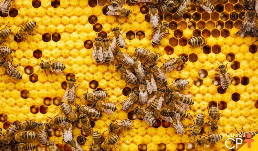 bee movie