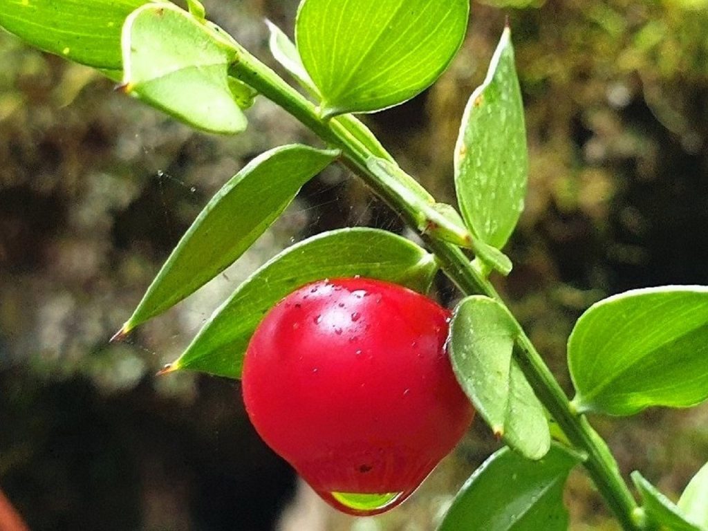 Em Terras Lusas Paulo Visani