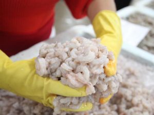 festival do camarão. Carlos Nogueira/Arquivo