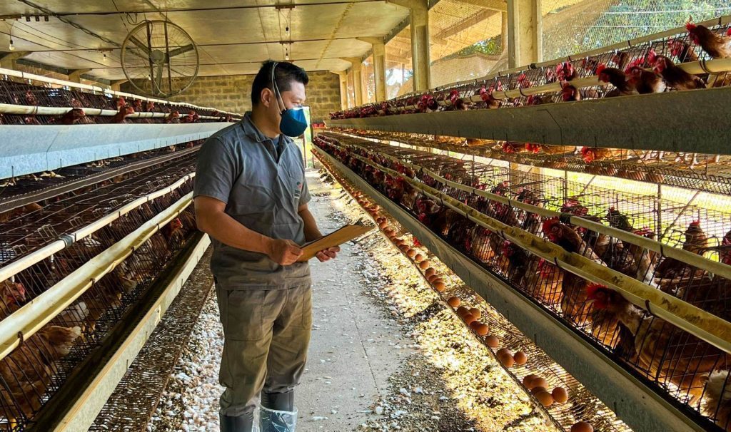 Governo de SP realiza fiscalização após caso de gripe aviária no sul (Foto: Reprodução / AgênciaSP)