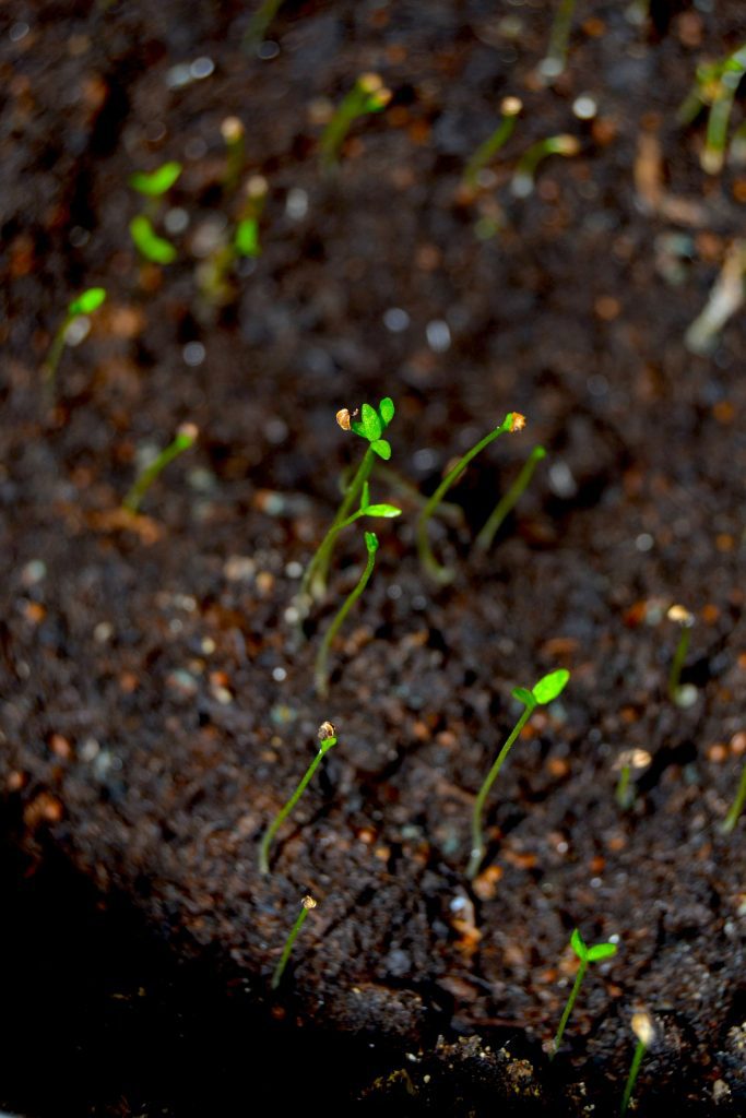 planta semente sementes Mohammad Zeeshan Unsplash