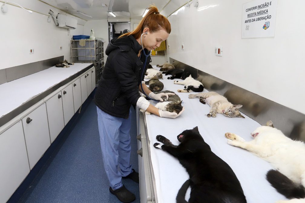 agendamento castração