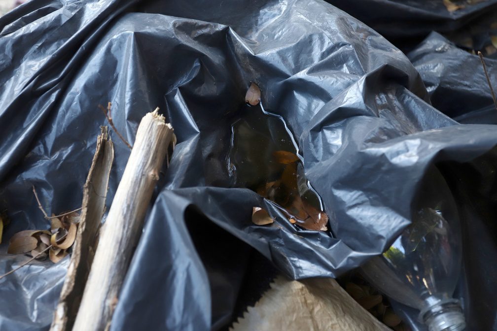 arboviroses campinas