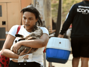 Consultório veterinário móvel gratuito
