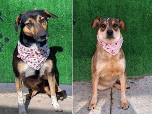 Inês e Jussara na Feira de Adoção