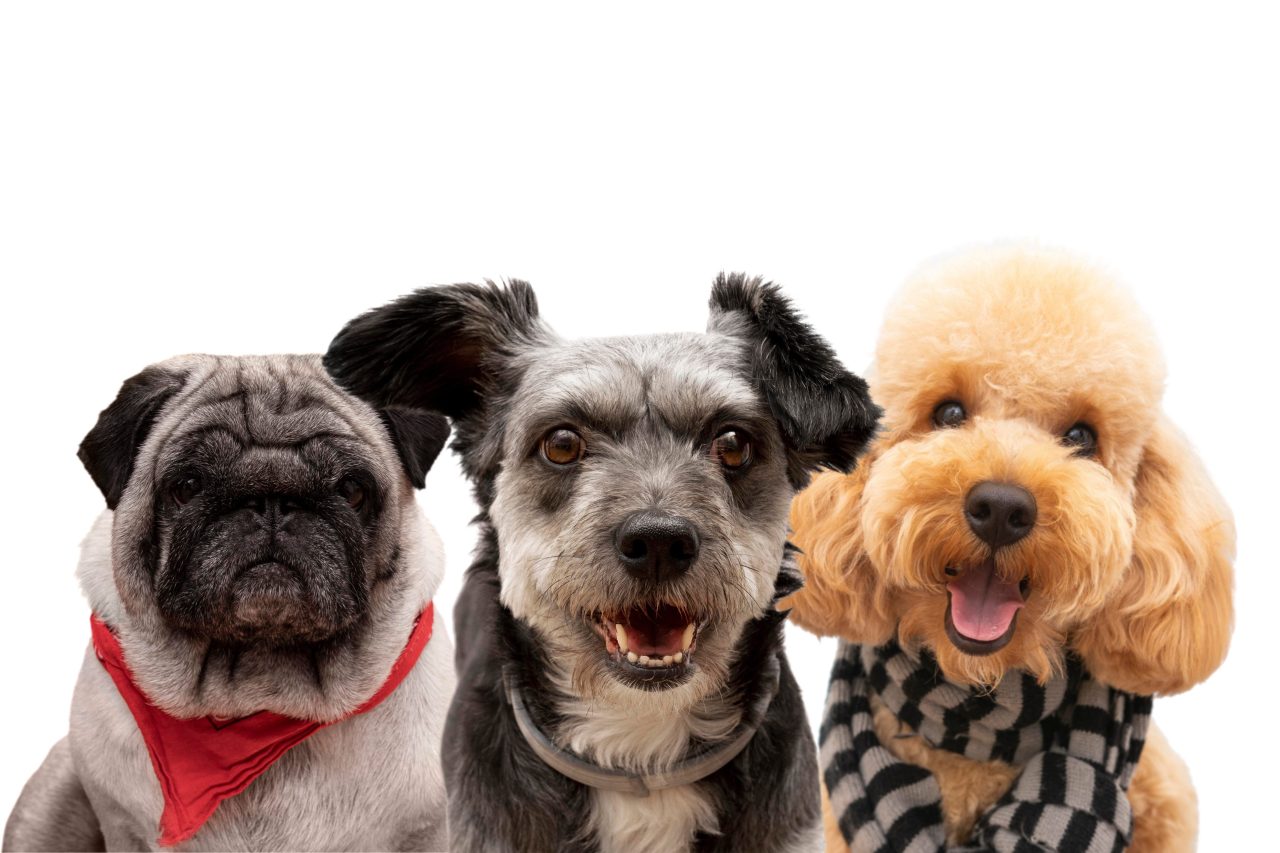 dia mundial do cachorro