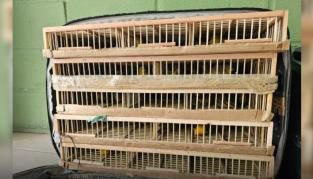 Gaiola estava dentro de bagageiro de ônibus Polícia Militar