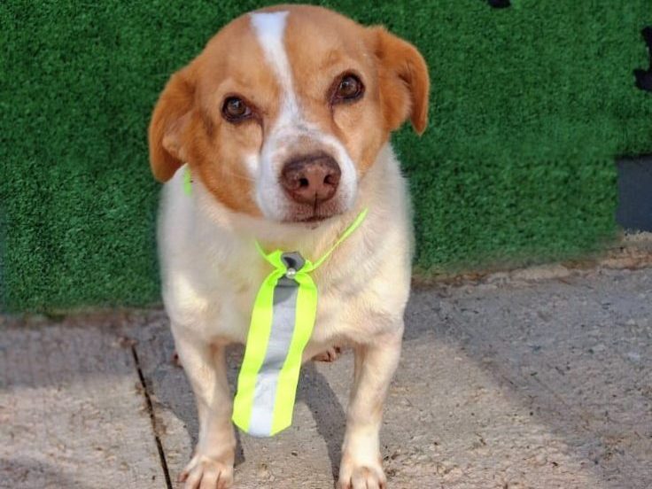 Chambinho na Feira de Adoções