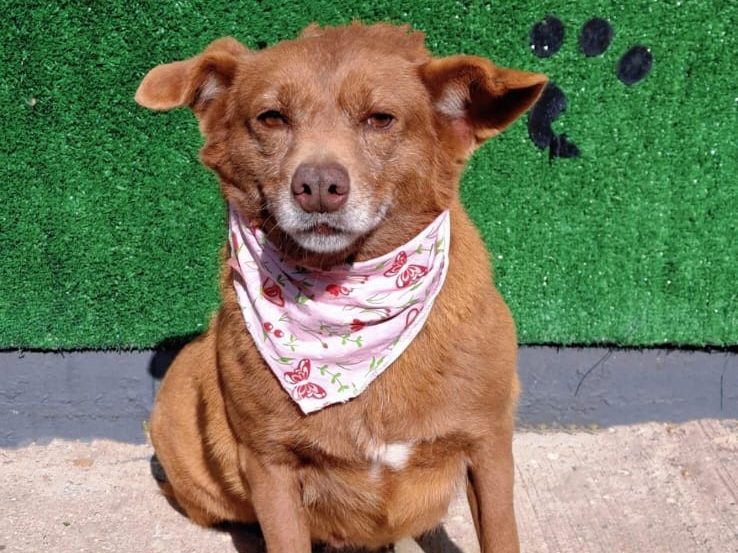 Lulu de 7 anos na Feira de adoção