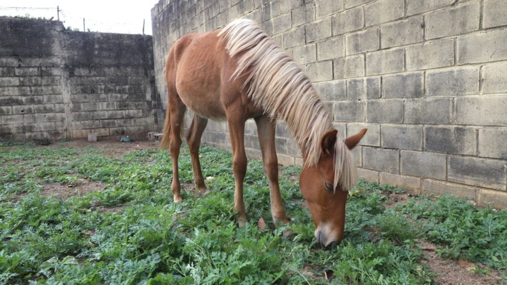 Égua furtada do DPBEA é recuperada pela Polícia Civil em Campinas