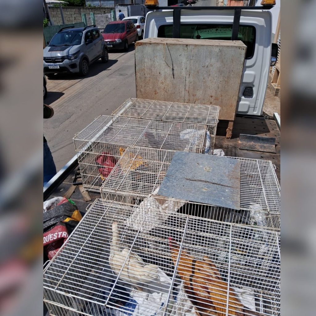 Polícia Ambiental resgata 23 aves mantidas em condições degradantes em Piracaia