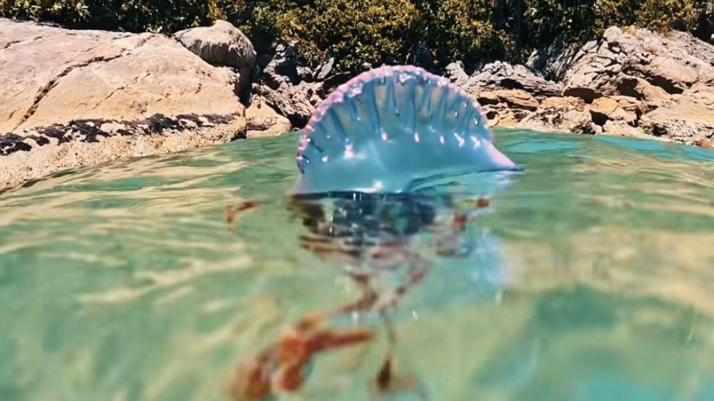 Aparição de caravela-portuguesa é motivo de alerta para banhistas