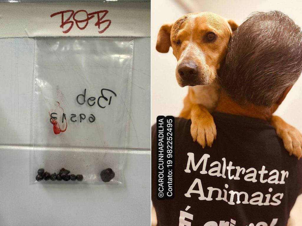 Cachorro sobrevive a dez tiros de chumbinho em Alphaville e recebe alta