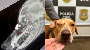 Cachorro é resgatado após levar 10 tiros na cabeça em bairro nobre de Campinas