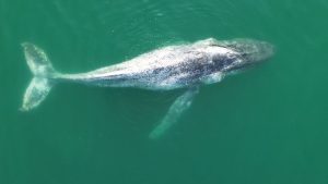 Atletas encontram baleia-jubarte nadando perto de praia no litoral de São Paulo