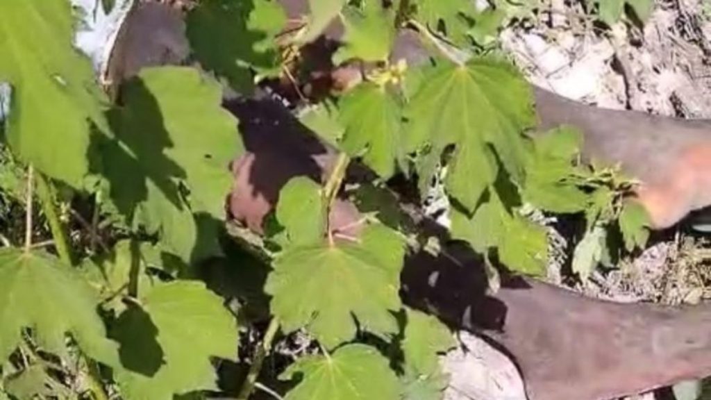 Homem é encontrado morto após ejacular em vendedora de loja infantil