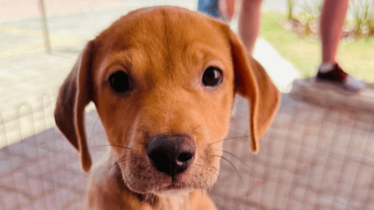 Veja o que fazer em Campinas e região: programação tem festival de samba, halloween e mais