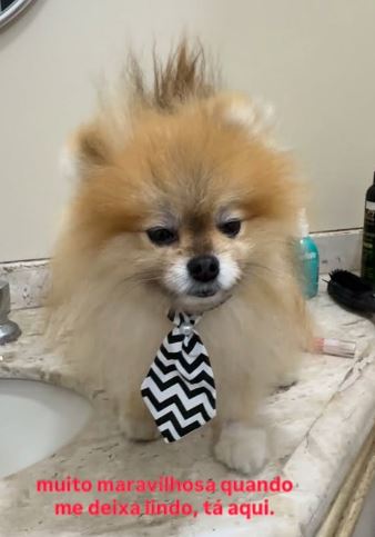 Roberta Miranda mostra rotina de cuidados com seu pet de estimação