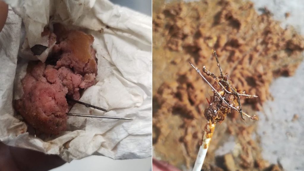 Cadela come salsicha agulhas