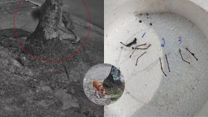 Homem coloca salsicha com oito agulhas na calçada para ferir cadela em Praia Grande; VÍDEO