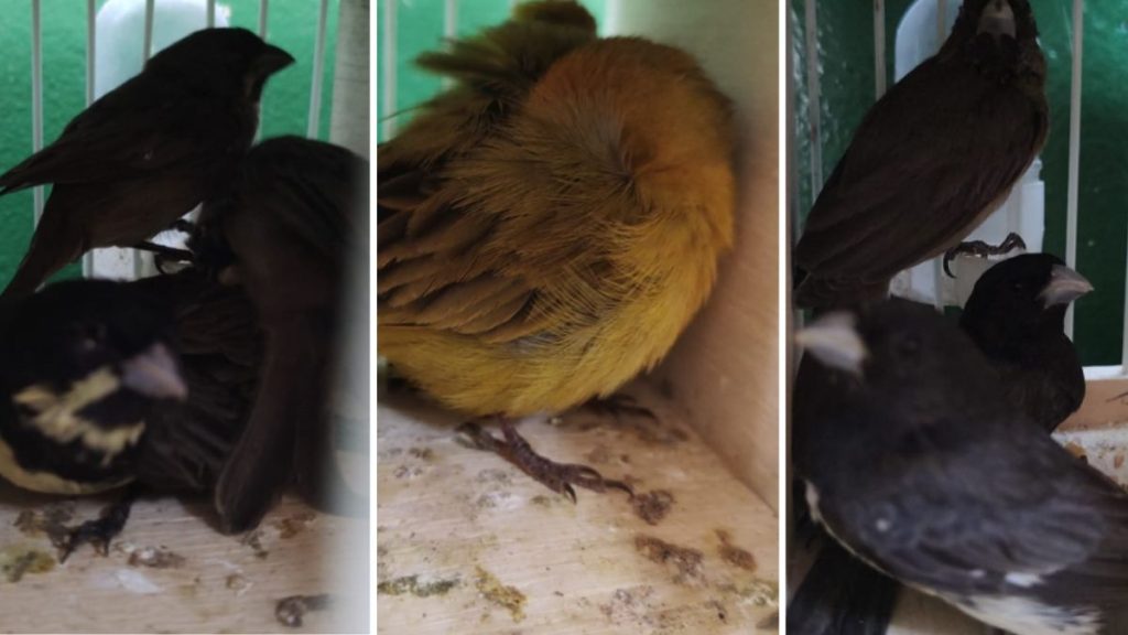 As aves foram recolhidas e levadas ao Centro de Reabilitação de Animais Silvestres