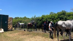 Heróis das cocheiras: conheça os tratadores que fazem o Festival Nacional de Cavalo BH