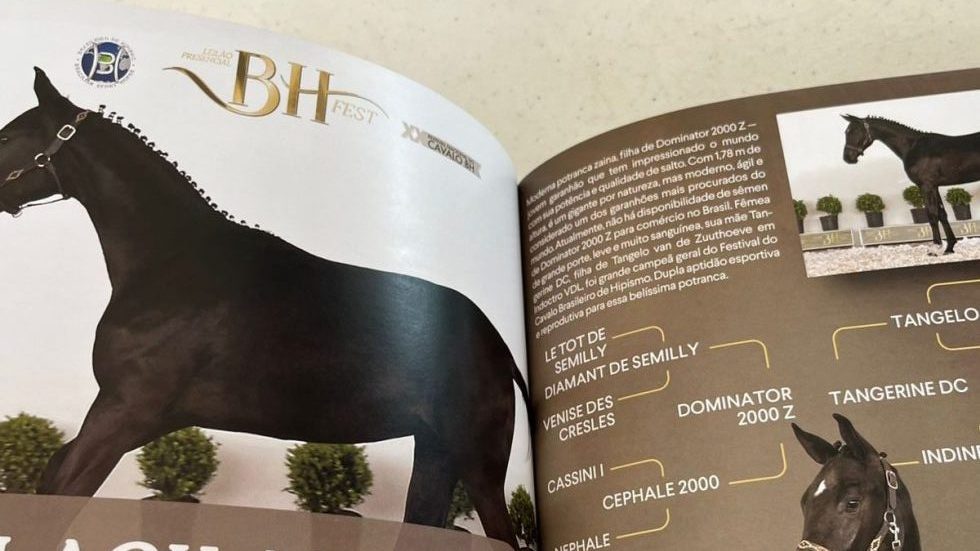 Catálogo Leilão BH Fest