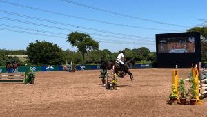 Conheça o cavalo de R$ 1milhão que combina 20 raças europeias diferentes
