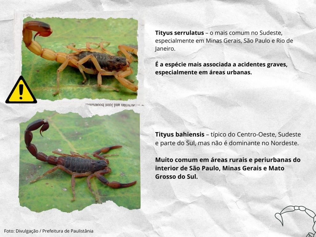 Prefeitura de Atibaia se manifesta sobre menina morta por escorpião