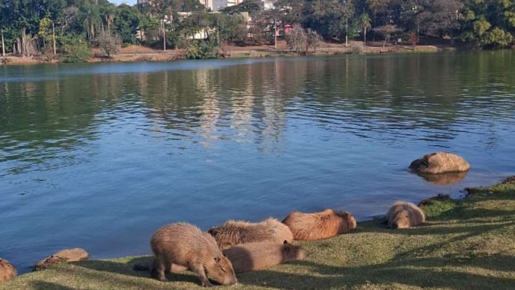 capivaras no taquaral