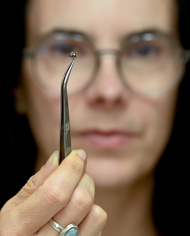 carlos bassan febre maculosa