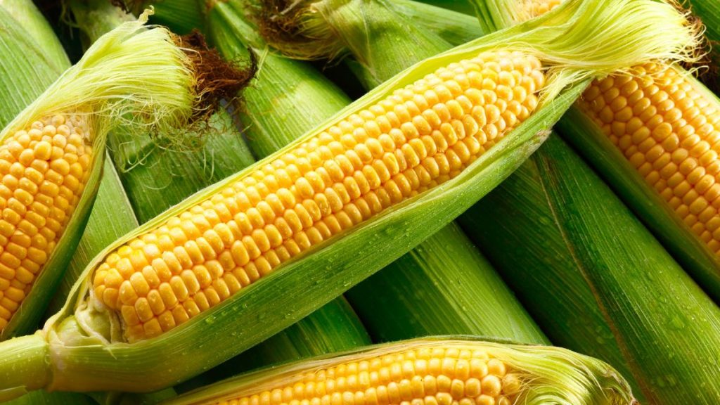 La Niña: informação climática e manejo de solo serão decisivos para agricultura