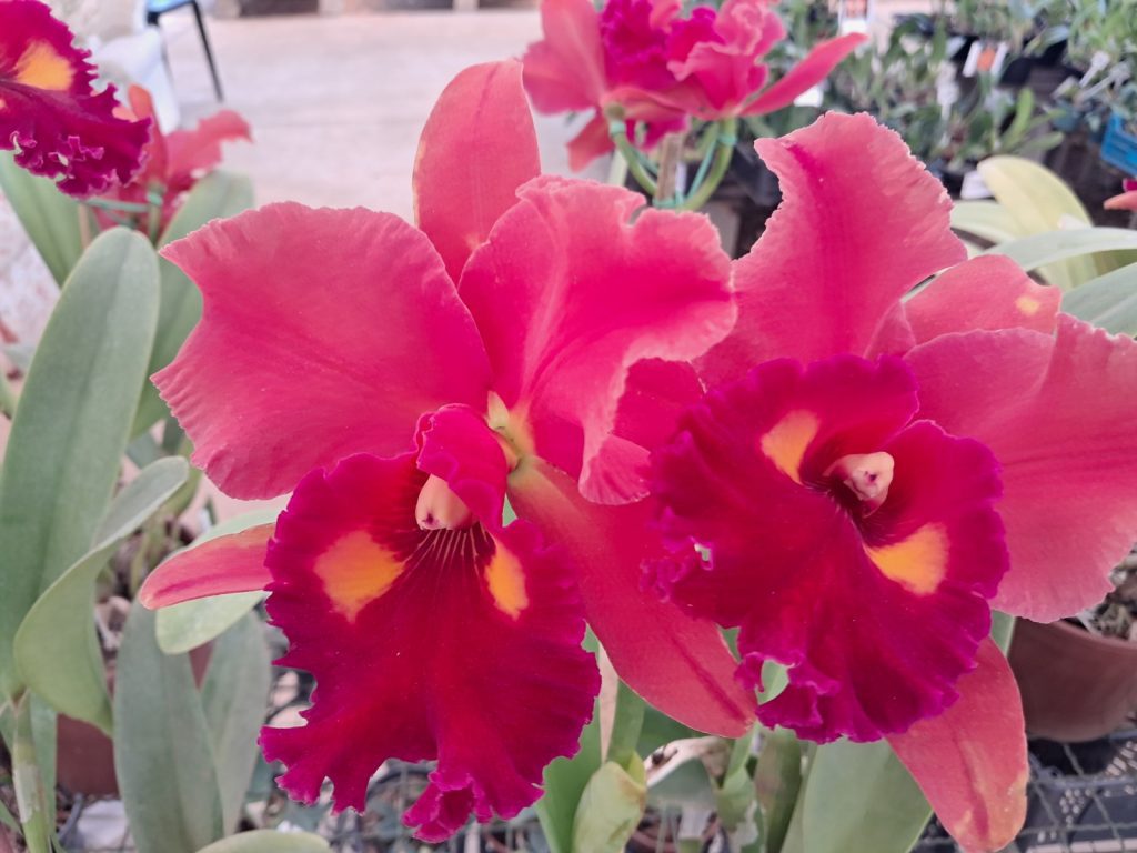 Close de orquídeas exóticas em exposição no Festival de Orquídeas e Plantas Ornamentais em Vinhedo.