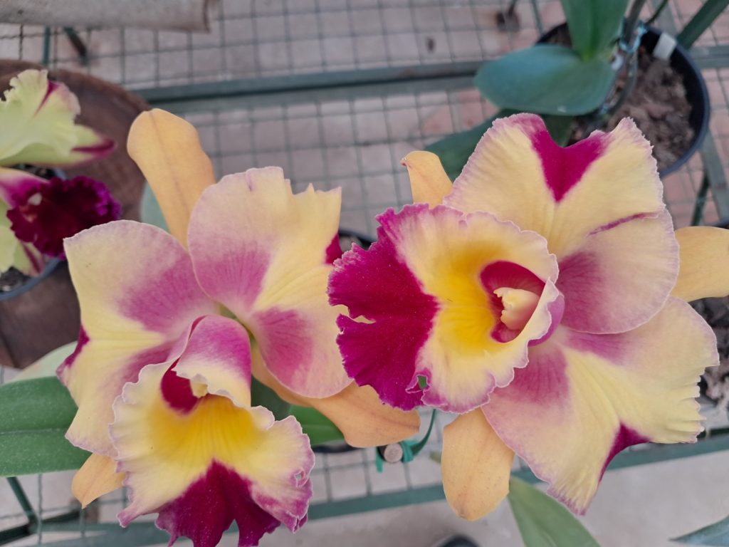 Arranjos de flores e plantas ornamentais decorando o Festival de Orquídeas no Parque Jayme Ferragut.