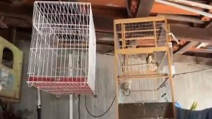 PF prende dono de agropecuária por falsificação de anilhas de aves em Sumaré
