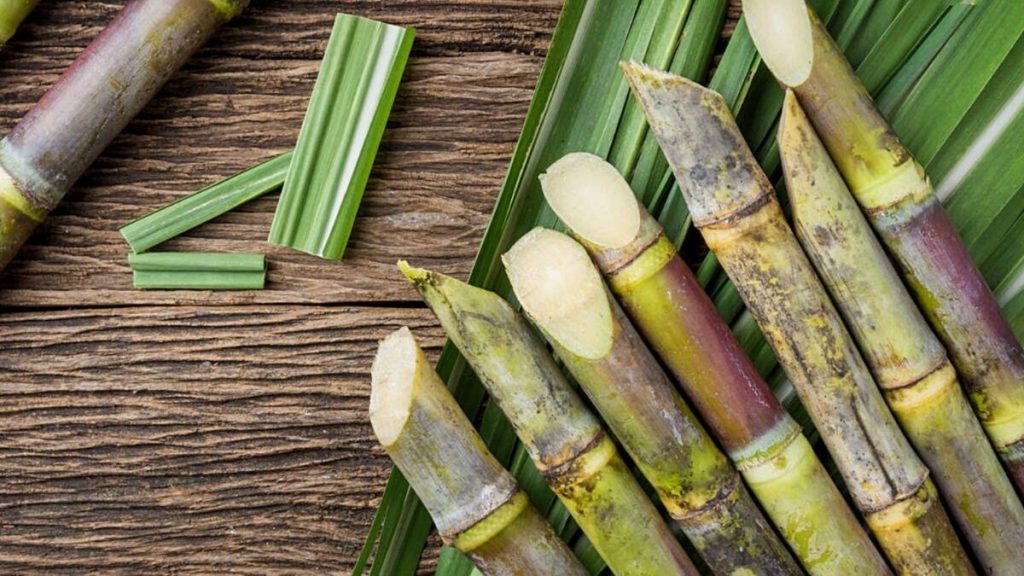 Vista panorâmica de um campo cultivado com fileiras de plantação verde, representando a seção da coluna agro.