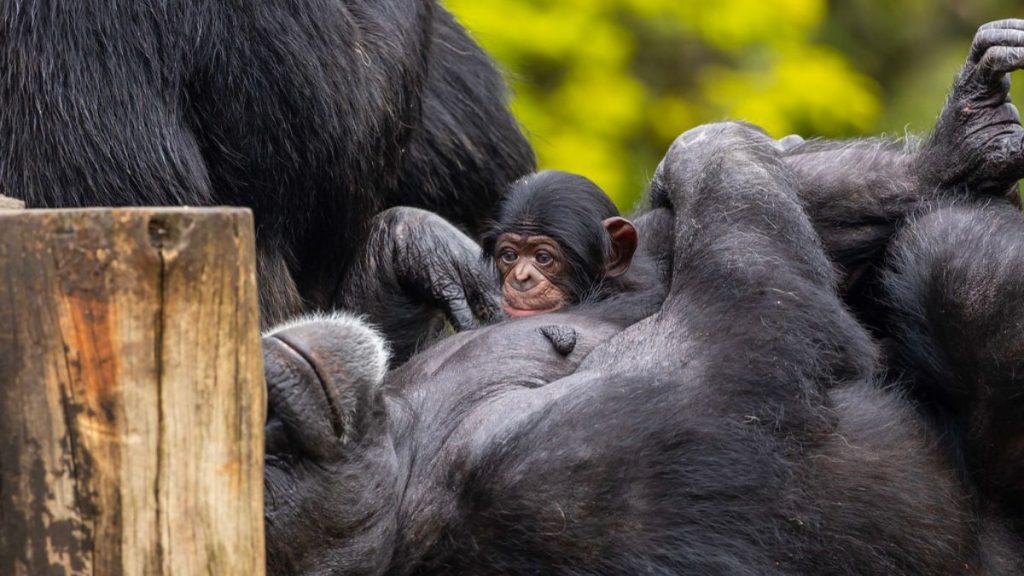 bebê chimpanzé Zoológico de São Paulo