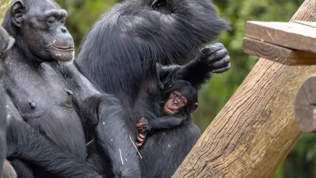 Bebê chimpanzé. Foto: Reprodução / Zoo SP / Leandro Ferreira Amaral